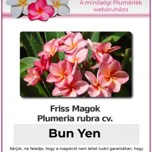 Plumeria rubra "Bun Yen"