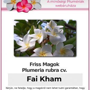 Plumeria rubra "Fai Kham"