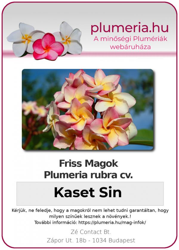 Plumeria rubra "Kaset Sin"