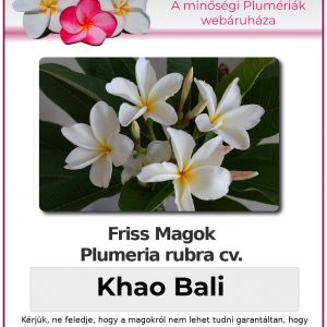 Plumeria rubra "Khao Bali"