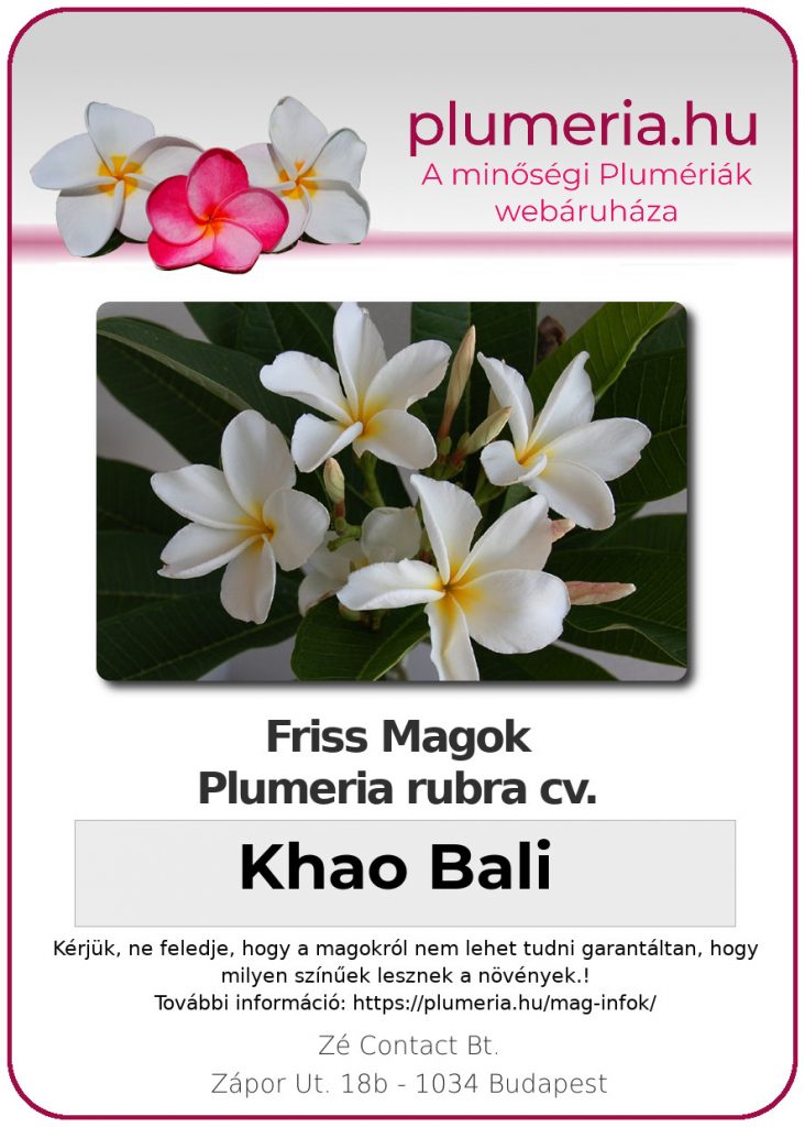 Plumeria rubra "Khao Bali"