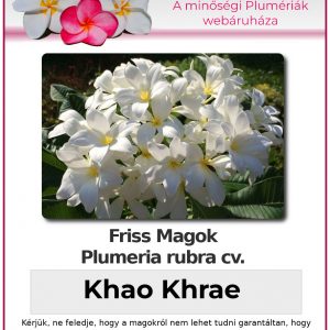 Plumeria rubra "Khao Khrae"