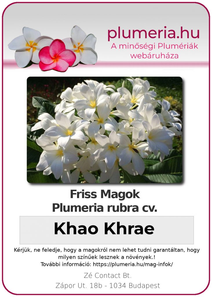 Plumeria rubra "Khao Khrae"