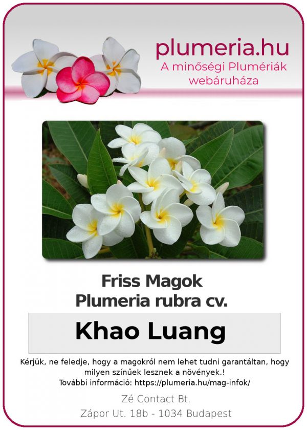 Plumeria rubra "Khao Luang"