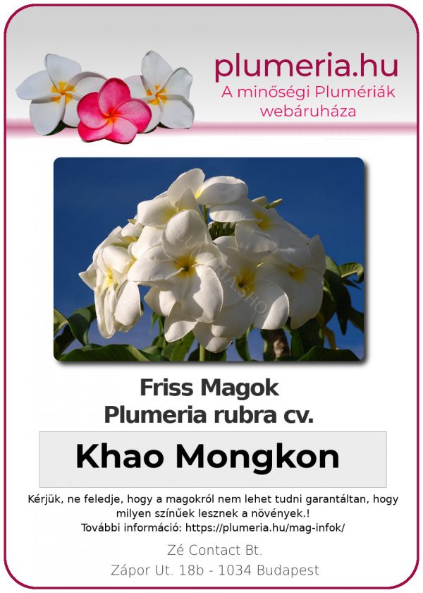 Plumeria rubra "Khao Mongkon"