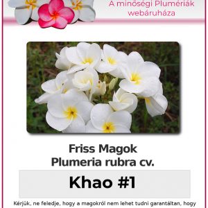 Plumeria rubra "Khao No. 1"