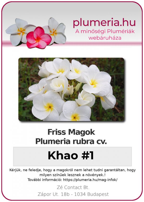 Plumeria rubra "Khao No. 1"