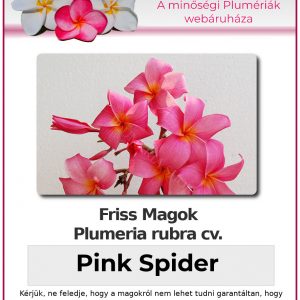 Plumeria rubra "Pink Spider"