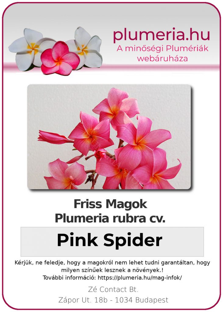 Plumeria rubra "Pink Spider"