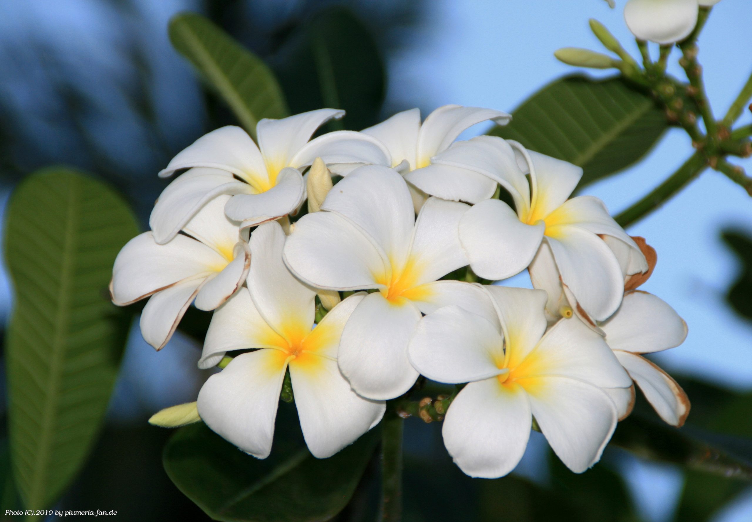 Plumeria obtusa "Singapore White"