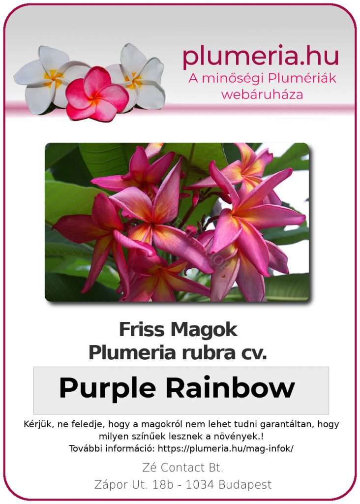 Plumeria rubra "Purple Rainbow"