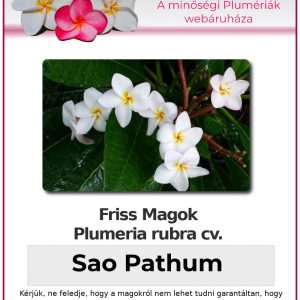 Plumeria rubra "Sao Pathum"