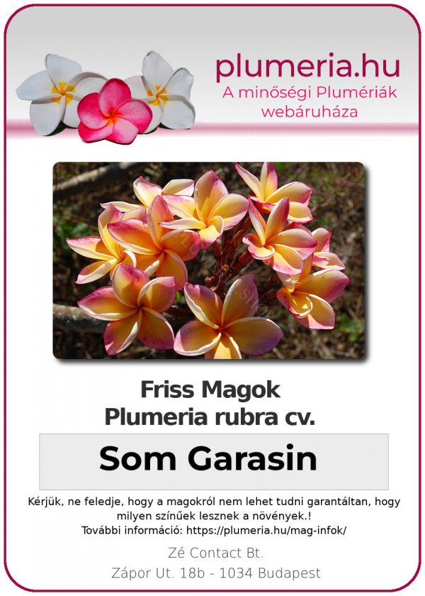 Plumeria rubra "Som Garasin"