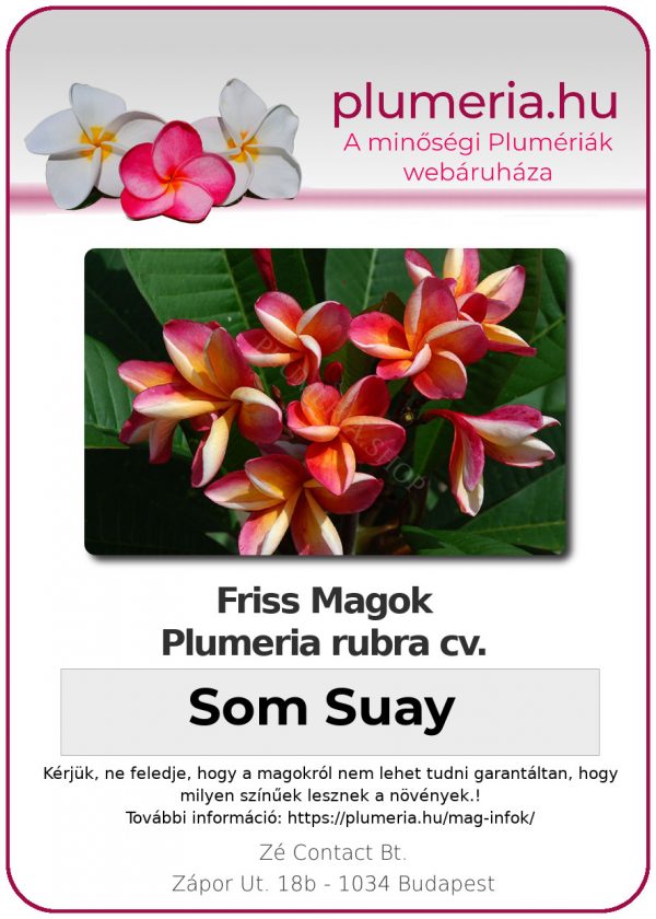 Plumeria rubra "Som Suay"