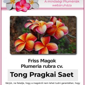 Plumeria rubra "Tong Pragkai Saet"