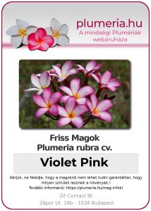 Plumeria rubra "Violet Pink"