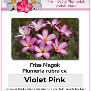 Plumeria rubra "Violet Pink"