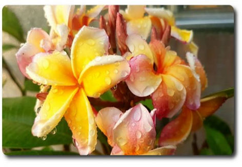 Plumeria rubra "California Sunset"
