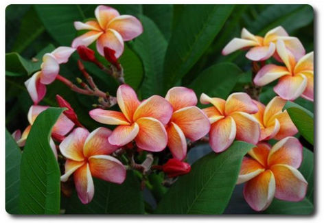 Plumeria rubra "Desert Sunrise"