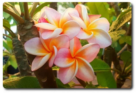 Plumeria rubra "Divine"