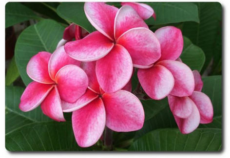 Plumeria rubra "Elsie"