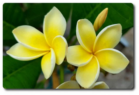 Plumeria rubra "Inca Gold"