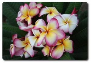 Plumeria rubra "Jenny"