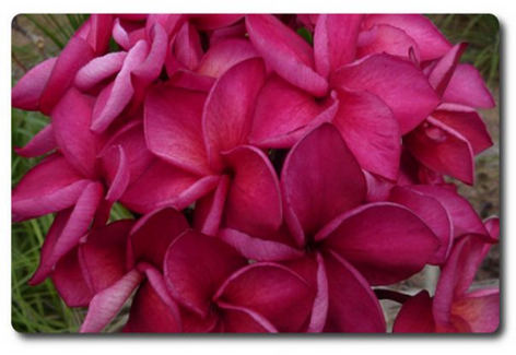 Plumeria rubra "Jubilee"