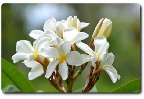 Plumeria rubra "Ken's White"