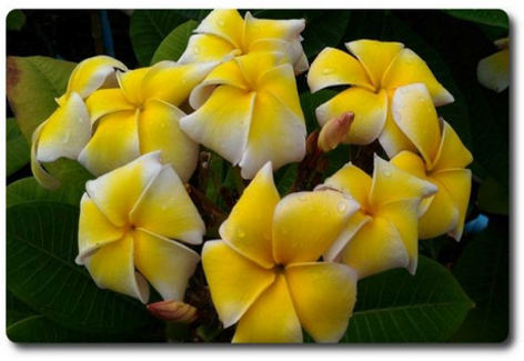 Plumeria rubra "P8"