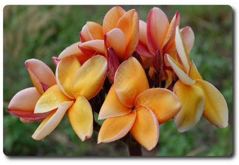 Plumeria rubra "Parameno"