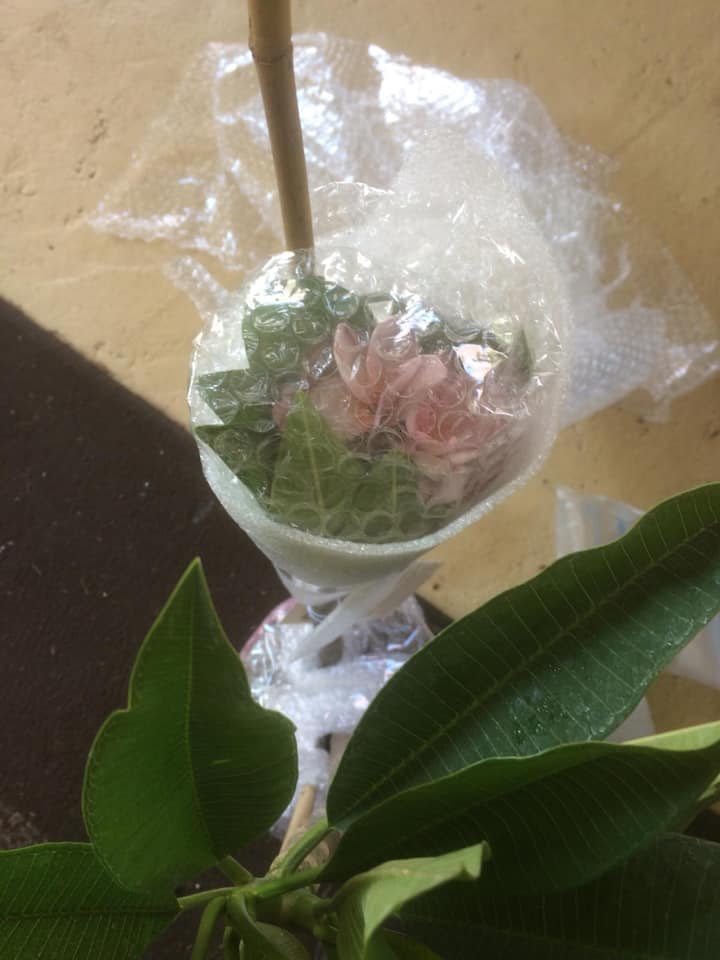 Plumeria / Frangipani Csomagolás