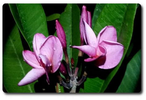 Plumeria rubra "Purple Jack"