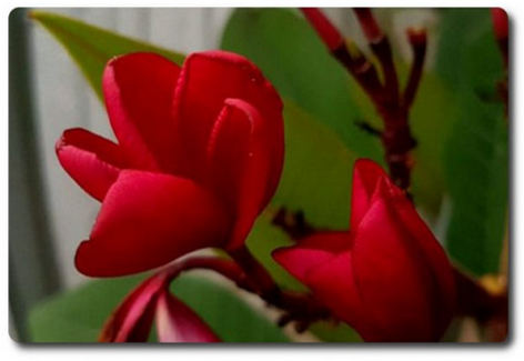 Plumeria rubra "Red Jack"