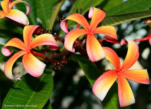 Plumeria rubra "Som Raya"