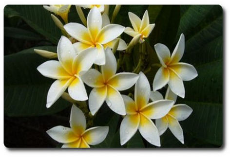 Plumeria rubra "Star White"