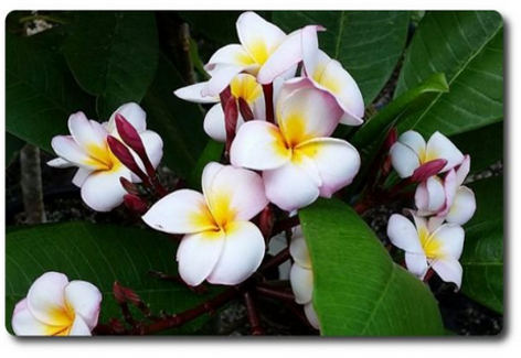 Plumeria rubra "Thumbalina"