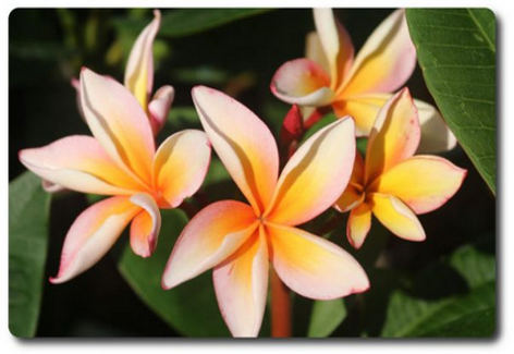 Plumeria rubra "Xanadu"