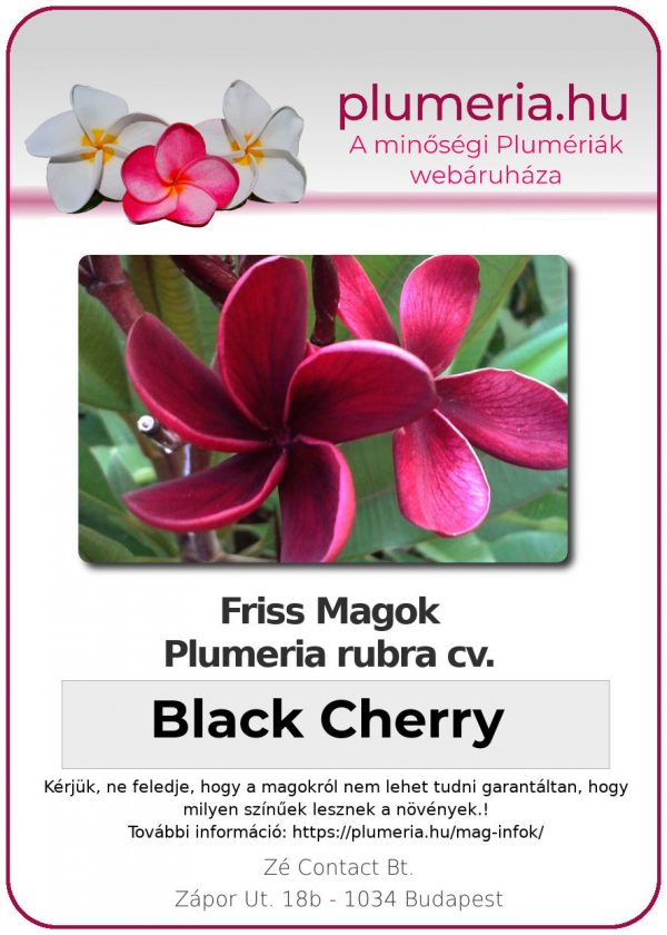Plumeria rubra "Black Cherry"