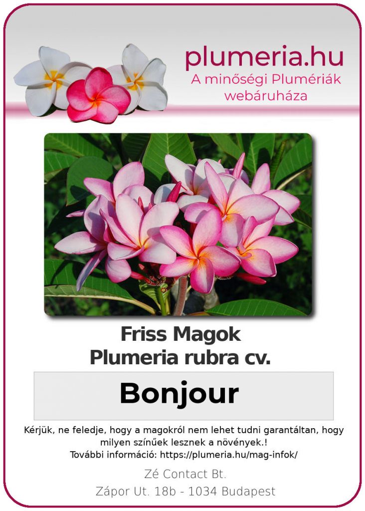 Plumeria rubra "Bonjour"