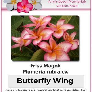Plumeria rubra "Butterfly Wing"