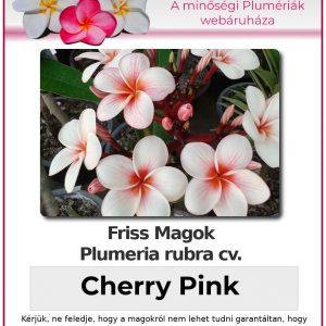 Plumeria rubra "Cherry Pink"