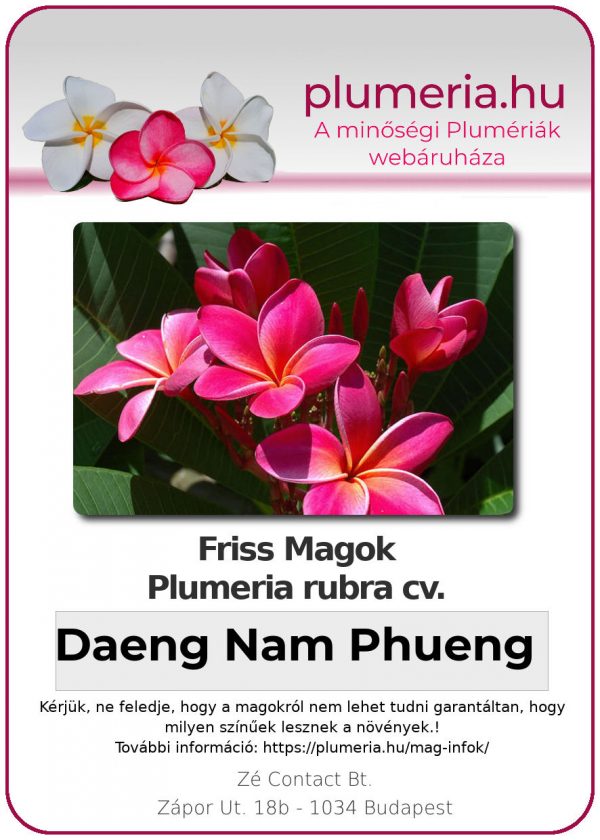 Plumeria rubra "Daeng Nam Phueng"