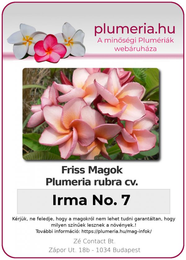 Plumeria rubra "Irma No. 7"