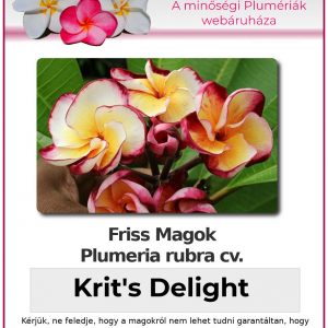 Plumeria rubra "Krit's Delight"