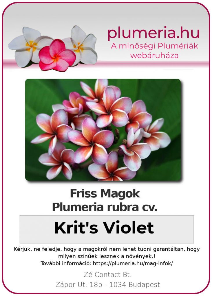 Plumeria rubra "Krit's Violet"