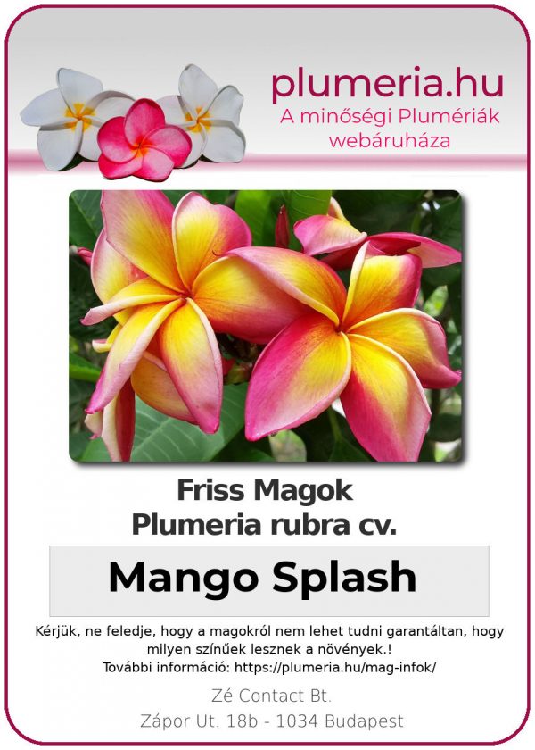 Plumeria rubra "Mango Splash"