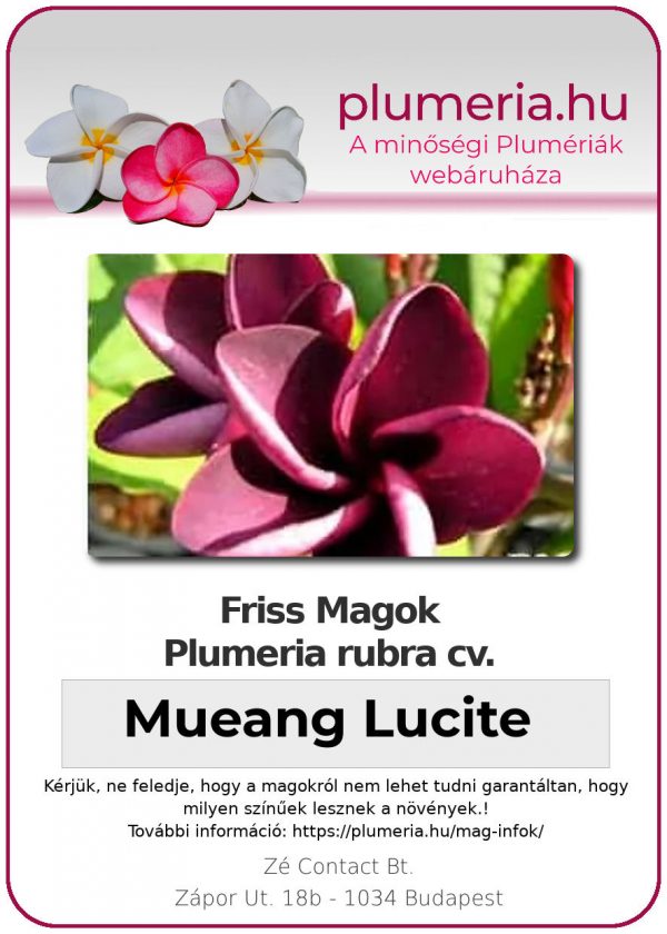 Plumeria rubra "Muang Lucite"