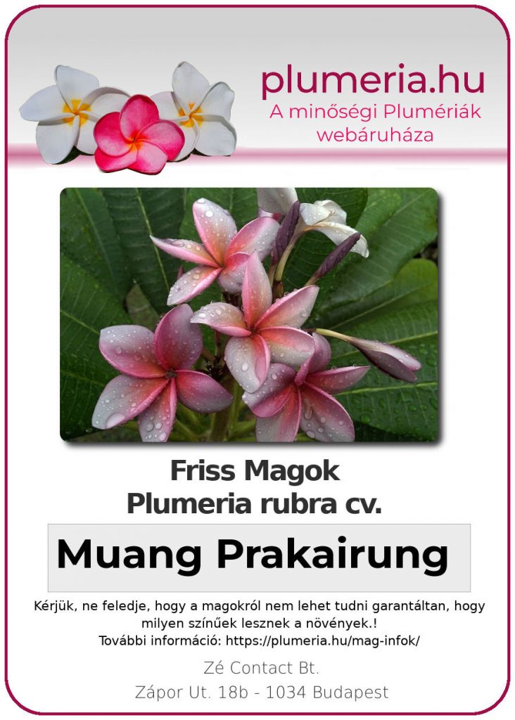 Plumeria rubra "Muang Prakairung"
