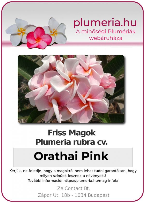 Plumeria rubra "Orathai Pink"